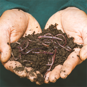 wormery